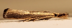 Agriphila vulgivagellus