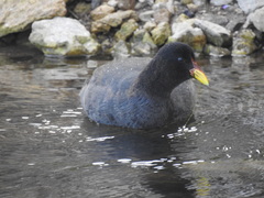 Fulica rufifrons