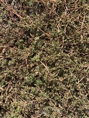 Portulaca oleracea