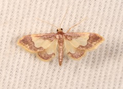 Idaea basinta