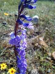 Lobelia fenestralis