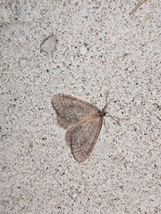 Operophtera bruceata