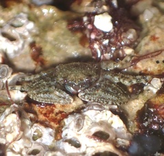 Petrolisthes