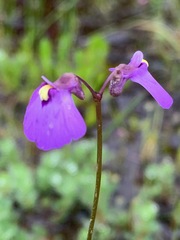 Utricularia barkeri