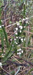 Baccharis genistelloides