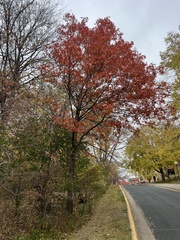 Quercus ellipsoidalis
