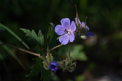 Geranium erianthum