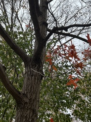 Quercus ellipsoidalis