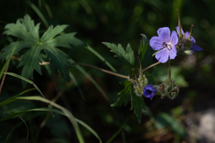 Geranium erianthum