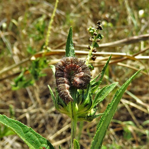 Thoreau's Flower Moth