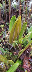Elaphoglossum