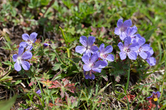 Geranium erianthum