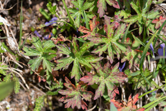 Geranium erianthum