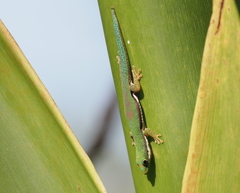 Phelsuma lineata
