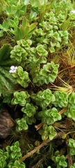 Clinopodium nubigenum