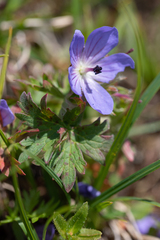 Geranium erianthum