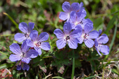 Geranium erianthum