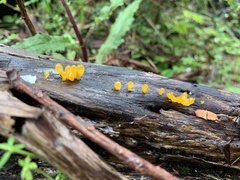 Dacrymycetaceae