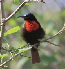 Chalcomitra senegalensis
