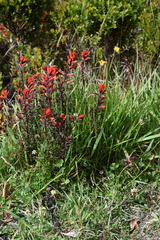 Castilleja irasuensis