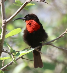 Chalcomitra senegalensis