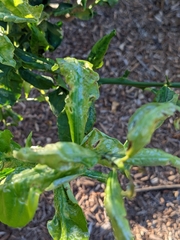 Phyllocnistis citrella