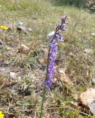 Lobelia fenestralis