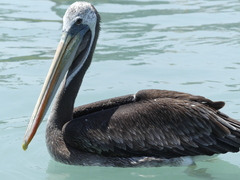 Pelecanus thagus