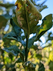 Phyllocnistis citrella