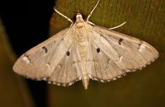 Protonoceras eucosma
