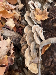 Trametes ochracea