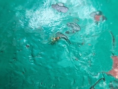 Salticidae