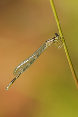 Enallagma carunculatum