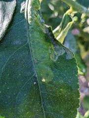 Phyllocnistis citrella