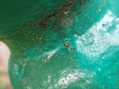 Salticidae