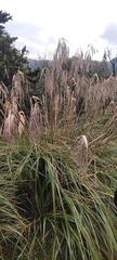 Cortaderia nitida