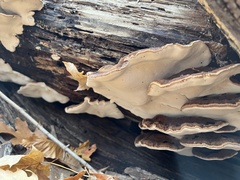 Ischnoderma resinosum