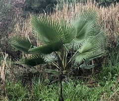 Washingtonia robusta