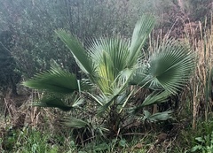 Washingtonia robusta
