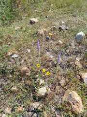 Lobelia fenestralis