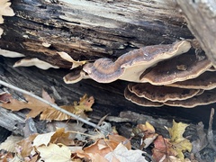 Ischnoderma resinosum