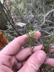 Banksia ericifolia