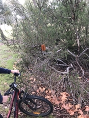 Banksia ericifolia