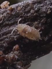 Oniscidea