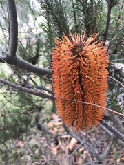 Banksia ericifolia