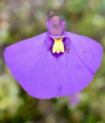 Utricularia barkeri