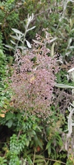 Valeriana microphylla