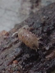 Oniscidea