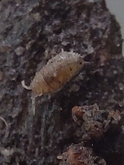 Oniscidea