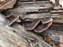 Ischnoderma resinosum